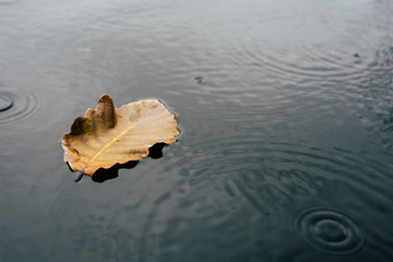 Wall Mural - The leaves float on the water