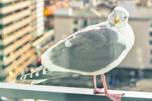 Curious Seagull Perching On A Balcony Railing