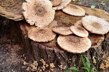 Сaps Of Parasol Mushroom On Old Stump