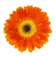 Gerbera Flower (Gerbera Jamesonii) Orange And Yellow Isolated On White Background
