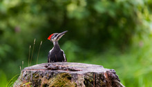 Young Juvenile Female Pileated Woodpecker On A Tree Stump Foraging For Grubs And Food In A Woodland Lot. 