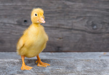 Cute Little Newborn Duckling On Wooden Background. Close Up Portrait Of Newly Hatched Duck On A Chicken Farm.