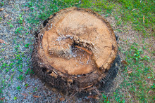 Palm Tree Stump