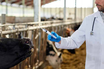 Canvas Print - veterinarian with syringe vaccinating cows on farm