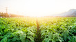 The tobacco field in the sunset time.