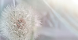 Fototapeta Dmuchawce - Dandelion close up on natural background. Dandelion flower on summer meadow 
