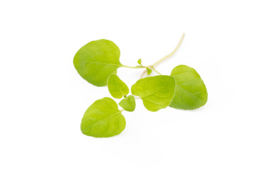 Wall Mural - Branch of asian basil isolated on white background.