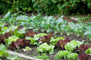 fresh young green lettuce plants with kohlrabi in the background on a sunny vegetable garden patch