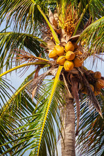 Close Up On Amazing Coconut Tree That Its Bunchs And Nuts Are Yellow Colour Hanging At Hadnamrin Beach, Ban Chang, Rayong, Thailand.