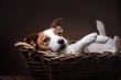 Dog Jack Russell Terrier 

portrait in the studio
