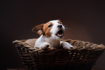 Dog Jack Russell Terrier 

portrait in the studio