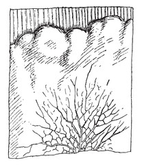 Wall Mural - the mycelium, strongly developed the merulius and presenting the