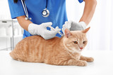 Fototapeta Koty - Veterinarian giving injection to red cat