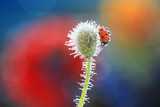 Fototapeta Dmuchawce - Ladybug in the morning dew