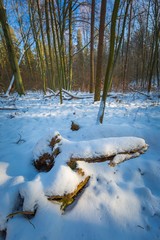 Wall Mural - Winter forest at sunny day