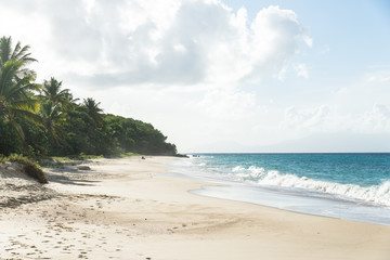 Wall Mural - tropical beach with turquoise water on Marie-Galante