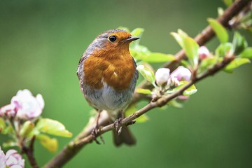 Sticker - Robin on a branch with white flower buds