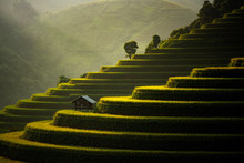 The Rice Fields On Terraced Of Mu Cang Chai, In Northern Vietnam.