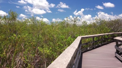 Fototapete - A wooden boardwalk through the wetlands of Everglades National Park