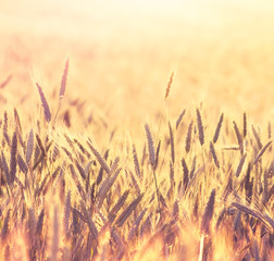 Wall Mural - Field of ripe wheat on colorful sunset