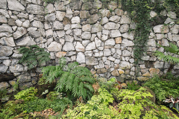 Backdrop of gray stones wall with climber