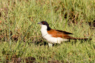 bird coppery-tailed coucal, Okavango, Botswana Africa