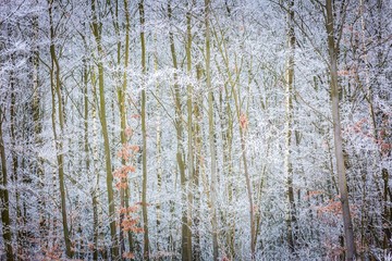 Wall Mural - Winter trees with white rime