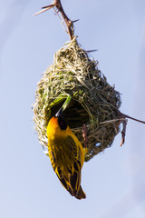 Wall Mural - Southern masked weaver on its nest
