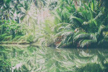 green palms on the shore of the pond. beautiful tropical landsca