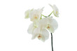 white orchid wedding on a white background 3