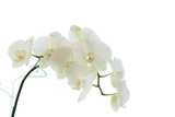 Fototapeta Storczyk - white orchid wedding on a white background 5