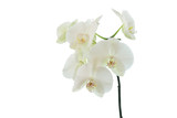 Fototapeta Storczyk - white orchid wedding on a white background 3