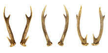 Set Of Deer Horns Isolated On The White Background.