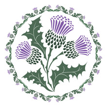 Thistle Flower And Ornament Round Leaf Thistle. The Symbol Of Scotland