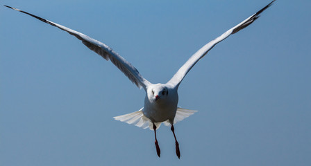 Flying Seagull wing beautiful freedom action on sky background