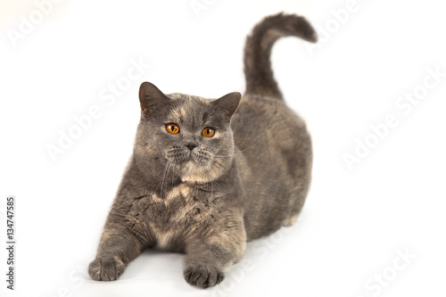 Fat British Cat On A White Background Buy This Stock Photo And