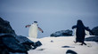 © Bloody Orange - Pinguine in der Antarktis