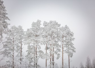 Wall Mural - Winter trees with white rime