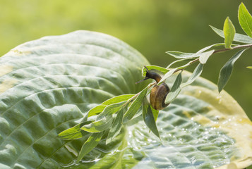 Wall Mural - Garden snail crawling on a branch hanging over leaf Hosta fortunei Marginato-alba