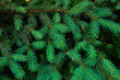 © maxfotoadobe - young Green fir-tree branches