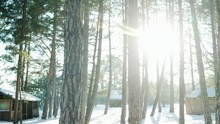 Winter Forest, Many Trees In The Snow, The Sun's Rays Shine Through Trees In The Backlight, Lot Of Snow Lying On The Ground, Frost And Sun, Steadicam Moves Past The Tree Trunks