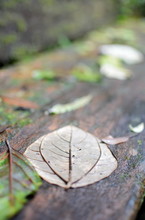 Wet Leaf On A Bench
