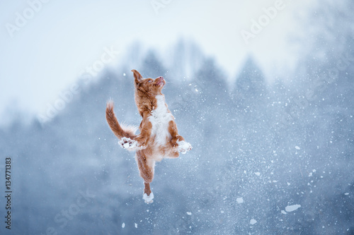 Nova Scotia Duck Tolling Retriever dog playing in the ...