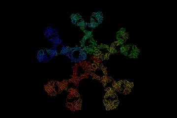 Wall Mural - Immunoglobulin M, a basic antibody that is produced by B cells.