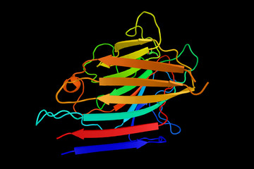 Wall Mural - Lentil lectin, member of the legume lectins family of sugar bind