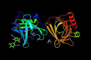 Wall Mural - Lipocalin-2, a protein expressed in neutrophils and in low level