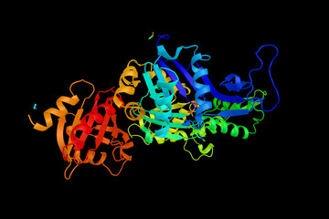 Canvas Print - Bovine profilin-beta-actin, 3d structure. Actin is a family of g