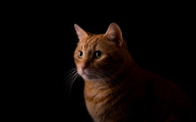 Beautiful Ginger Tabby, Lit From One Side, On Dark Background