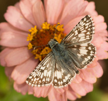 Dorsal View Of A Common Checkered-Skipper, Pyrgus Communis, Feeding On A Pink Zinnia