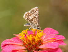 Ventral View Of A Common  Checkered Skipper Butterfly On A Bright Pink Zinnia Flower